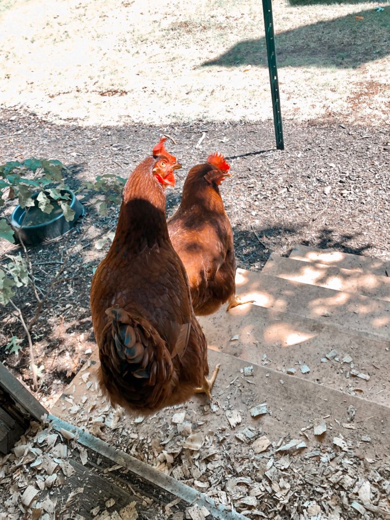 How to Raise and Care for Backyard Chickens [2024]