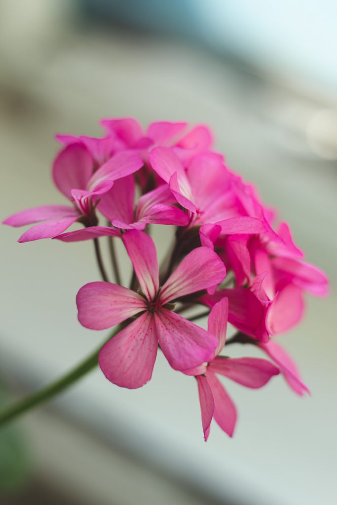An Egyptian geranium plant photographed in its natural environment with pink flower petals. Used for natural meopause relief in many blends.