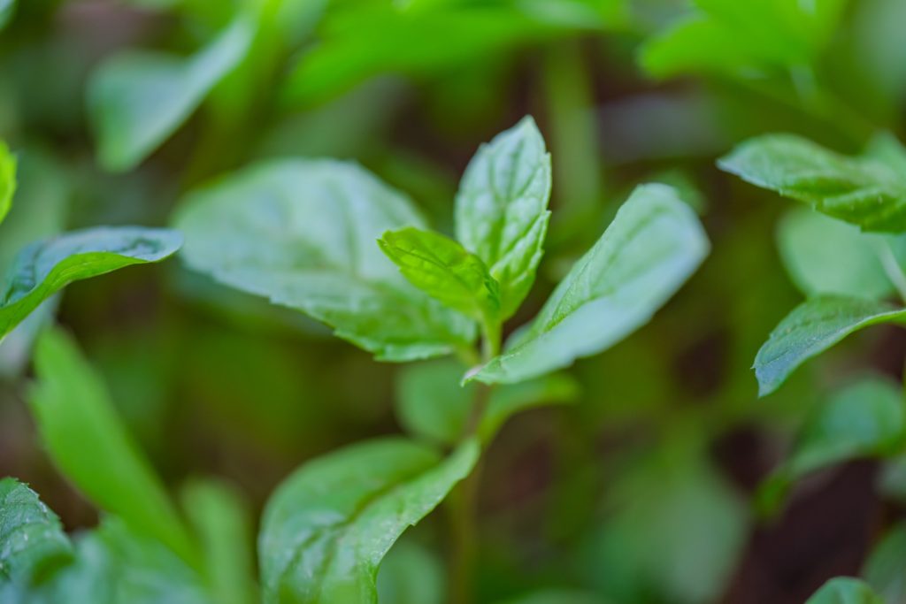 photo of peppermint plant leaves in its natural habitat