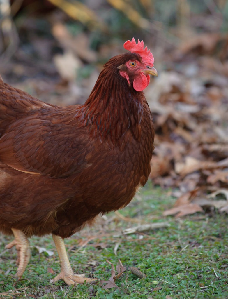 rhode island red hen out on pasture