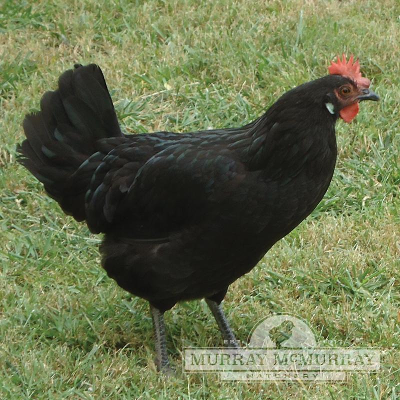 black large breed chicken free ranging in the grass