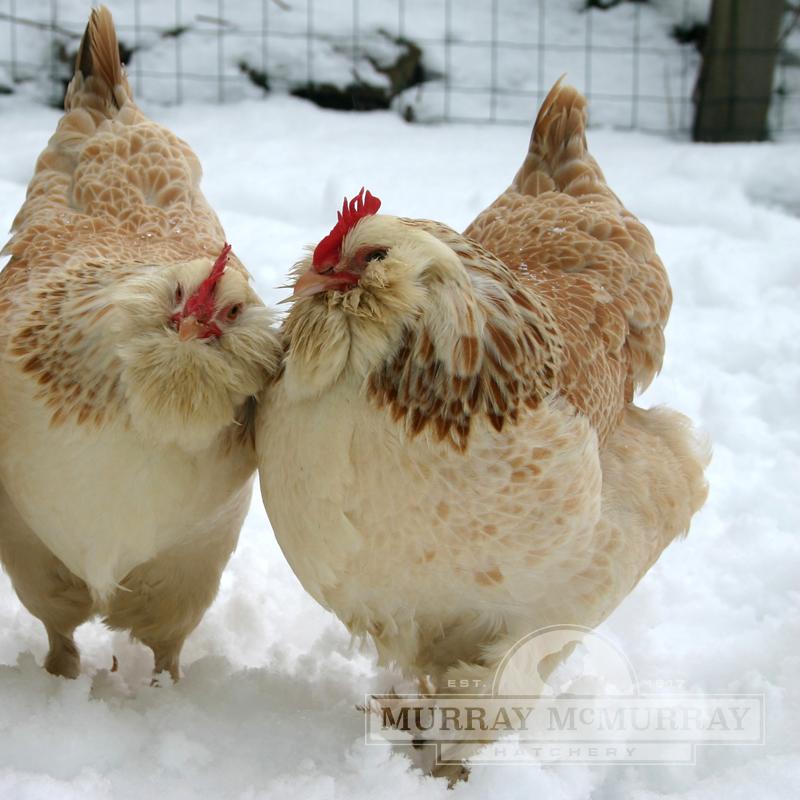 white and brown large breed chickens standing in the snow