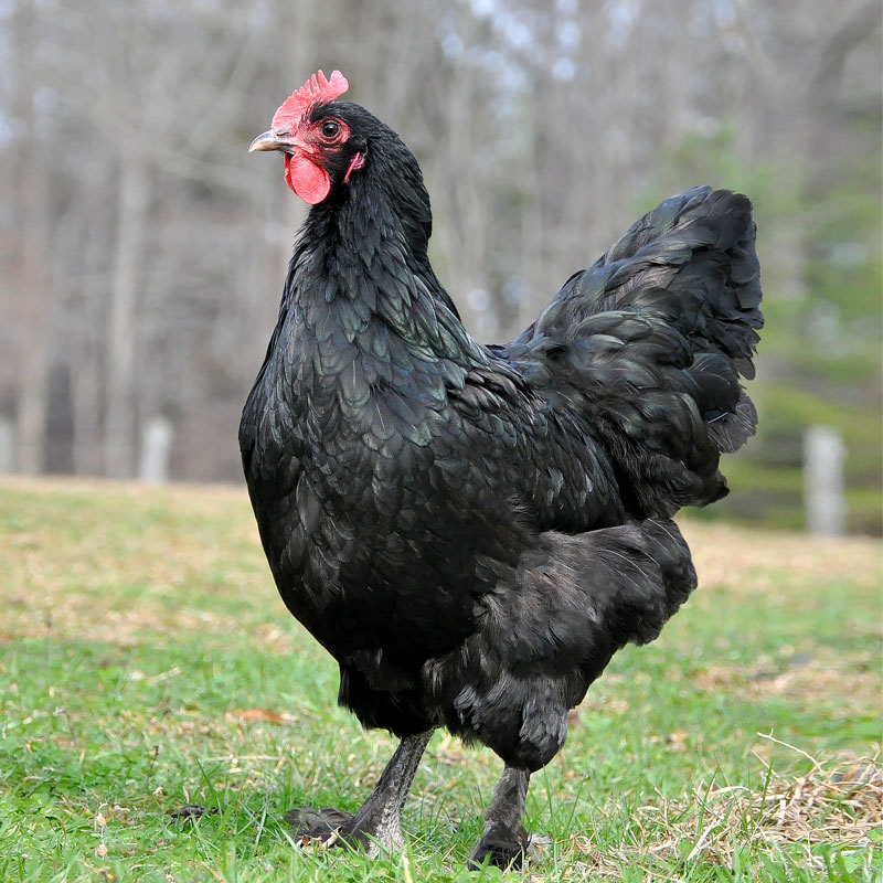 black large breed chicken free ranged in the grass