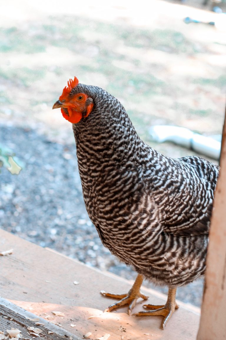 15 Best Large Chicken Breeds for 2023 (with pictures)