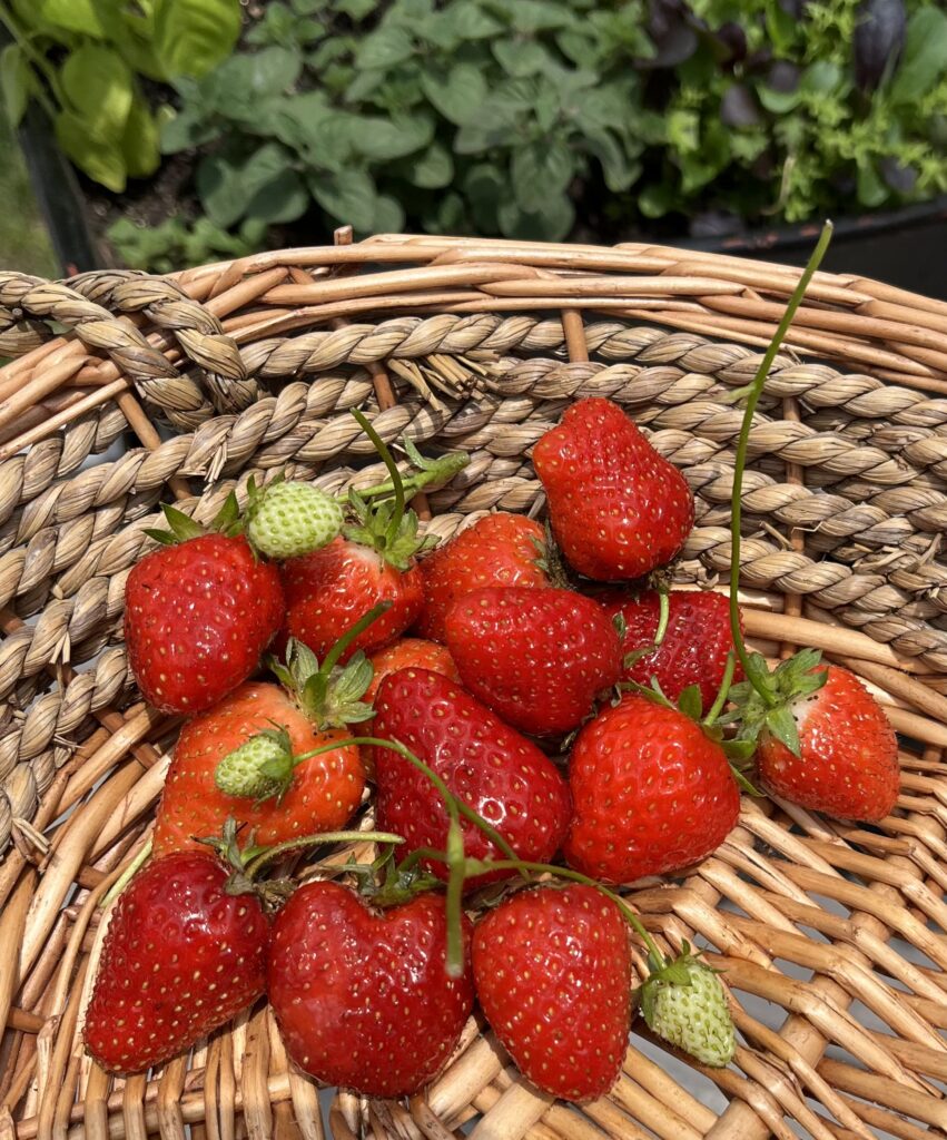 Freshly harvested red strawberries in a tan wicker basket