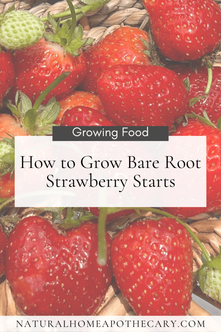 Grow Bare Root Strawberries at Home