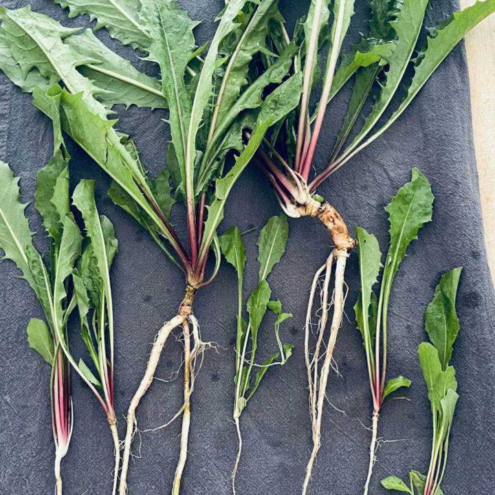Dandelion leaves and roots