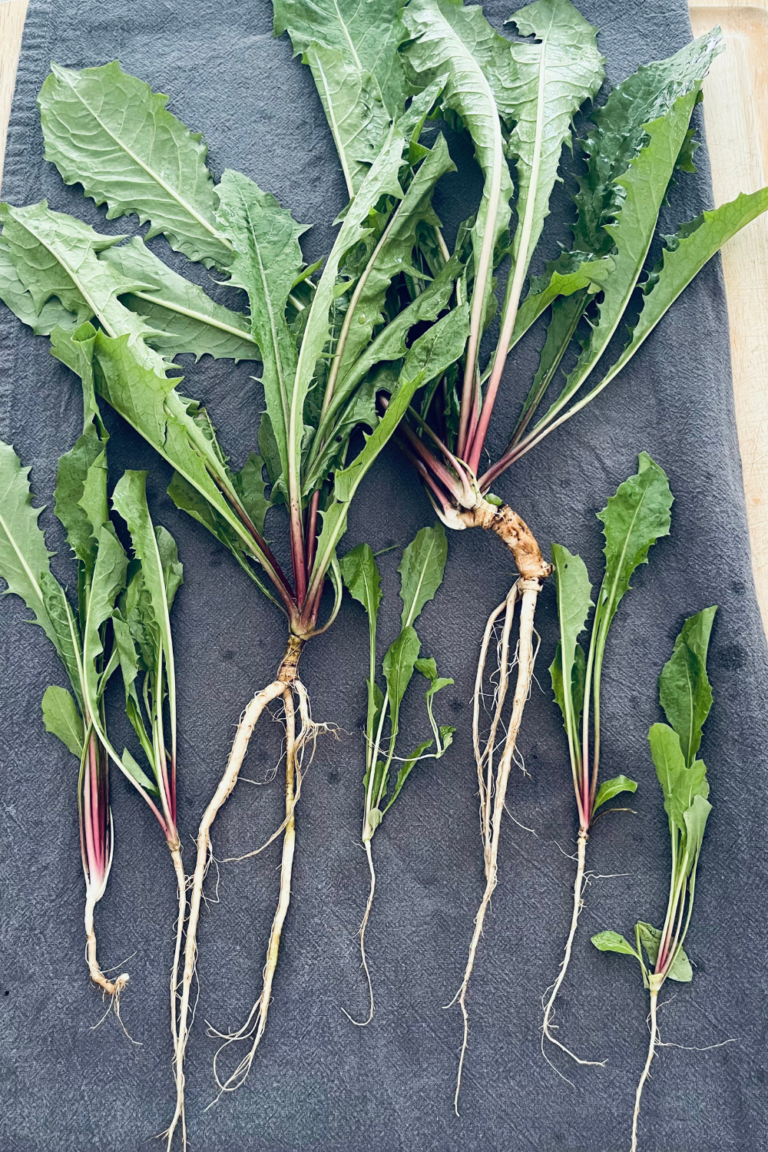 Dandelion leaves and roots