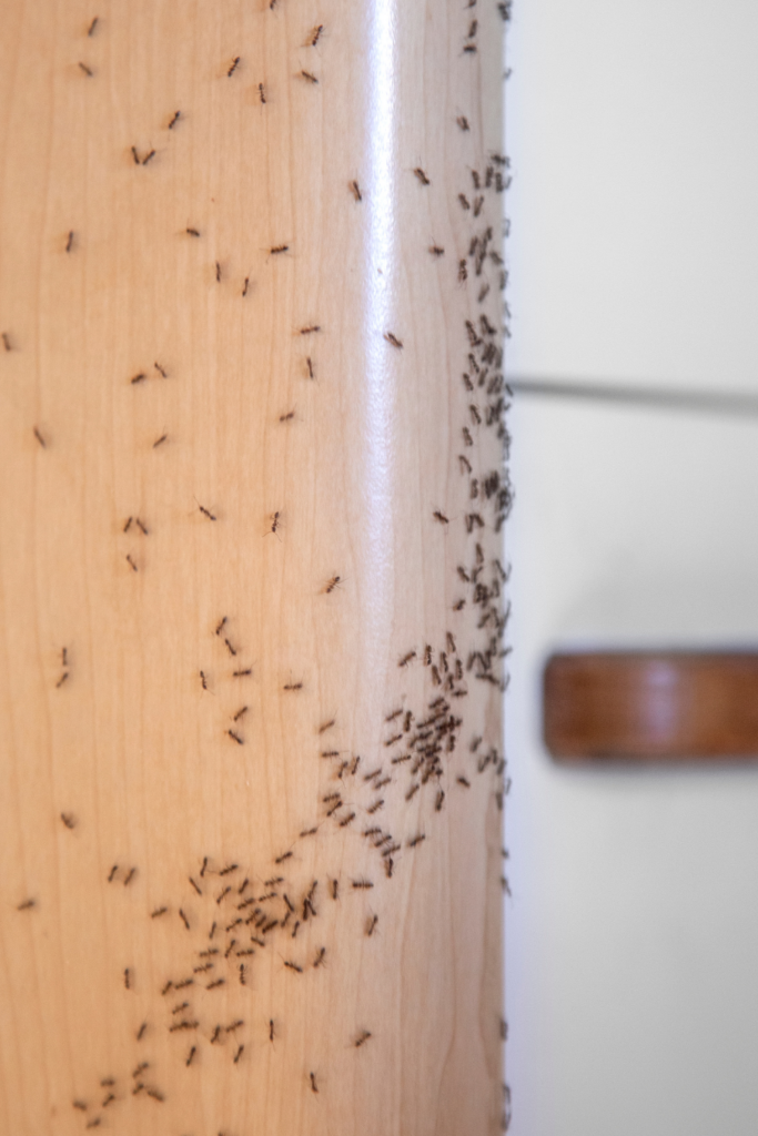 homemade natural ant killer
