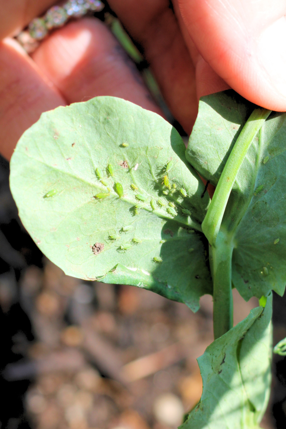 green aphids on a bean leaf