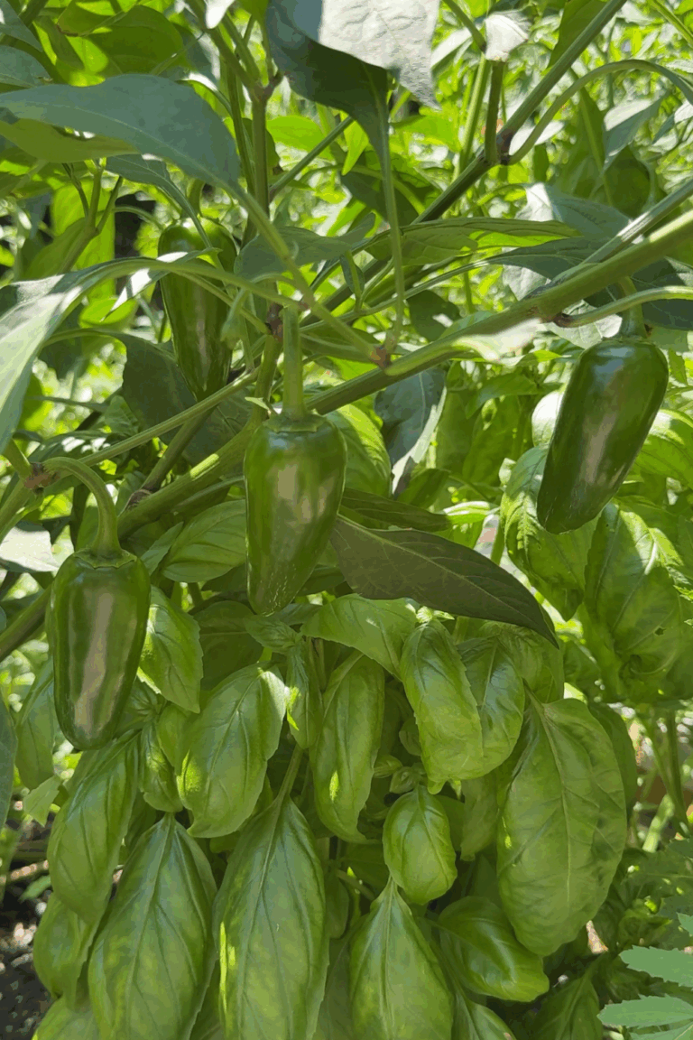 How to Can Jalapeño Peppers at Home